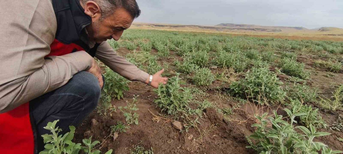 Patnos'ta Emekli Müteahhit Ada Çayı ile Alternatif Tarımda İddialı