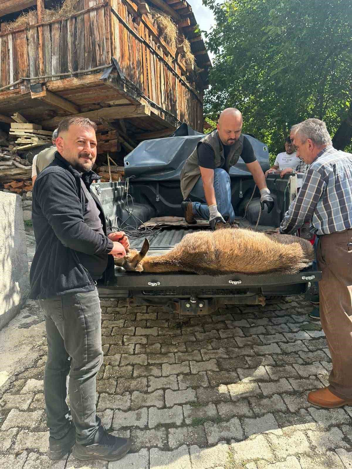 Şavşat'ta Bitkin Yaban Keçisi Koruma Altına Alındı