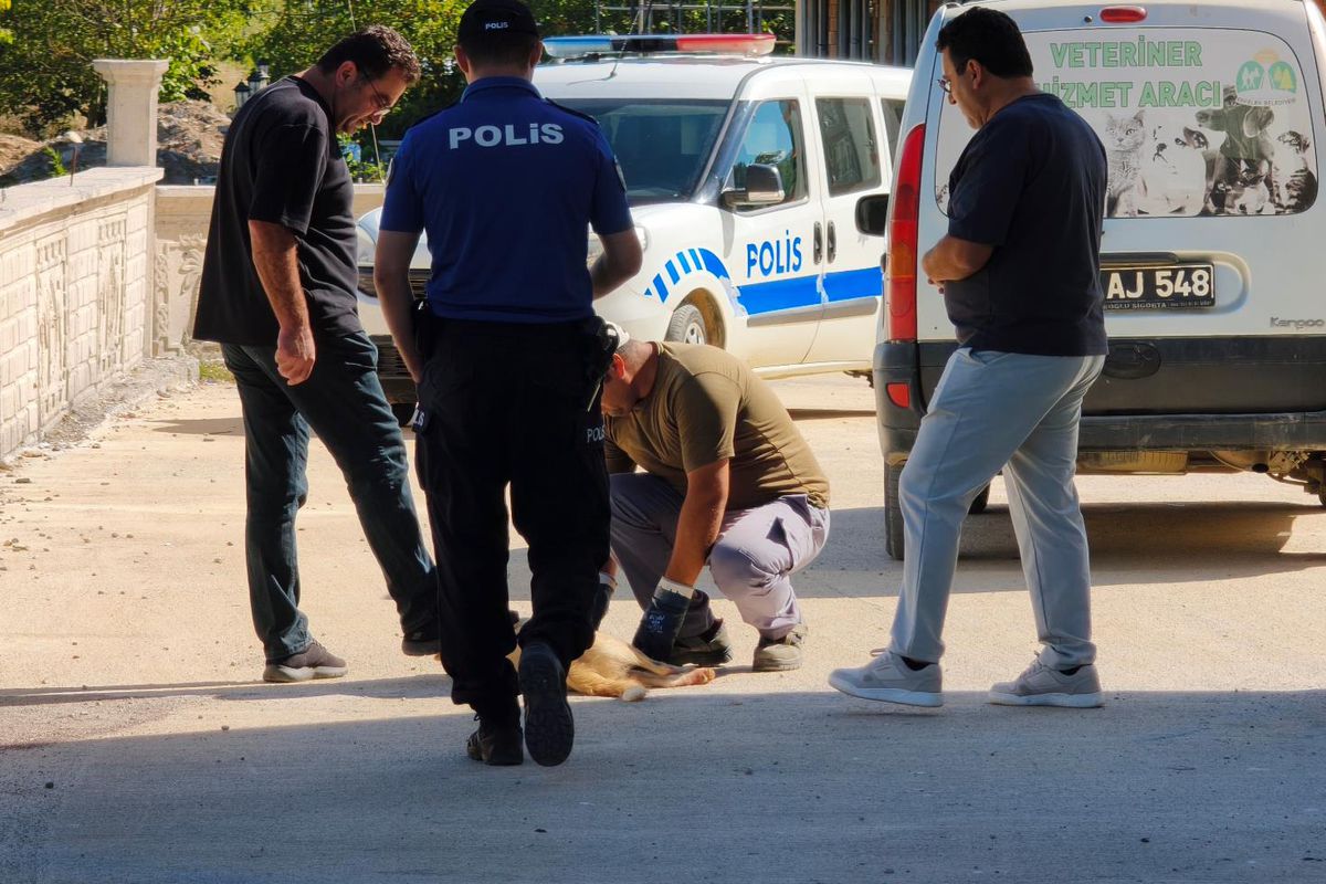 Silah seslerini duyan mahalleli polisi aradı: Polisler karşılarında sokak köpeğini vurulmuş halde buldu